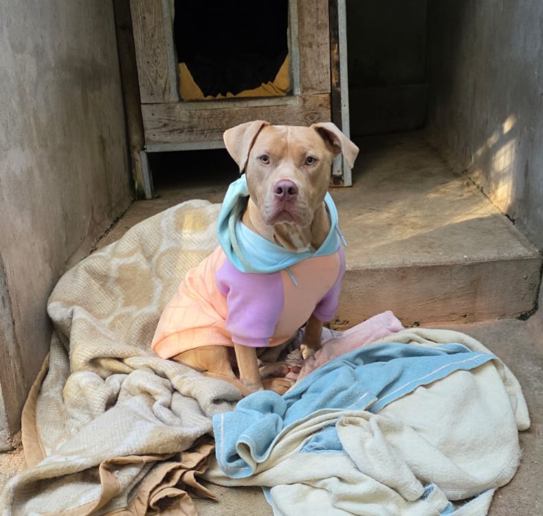 Ecko ♂️ – Image 5