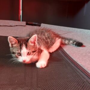 Cooky ♀️ adoption en cours