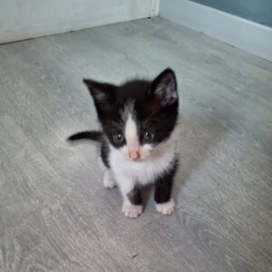 Starsky ♂️ adoption en cours