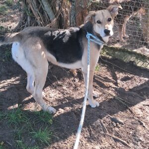 Sarabi ♀️ indisponible attente visite vétérinaire