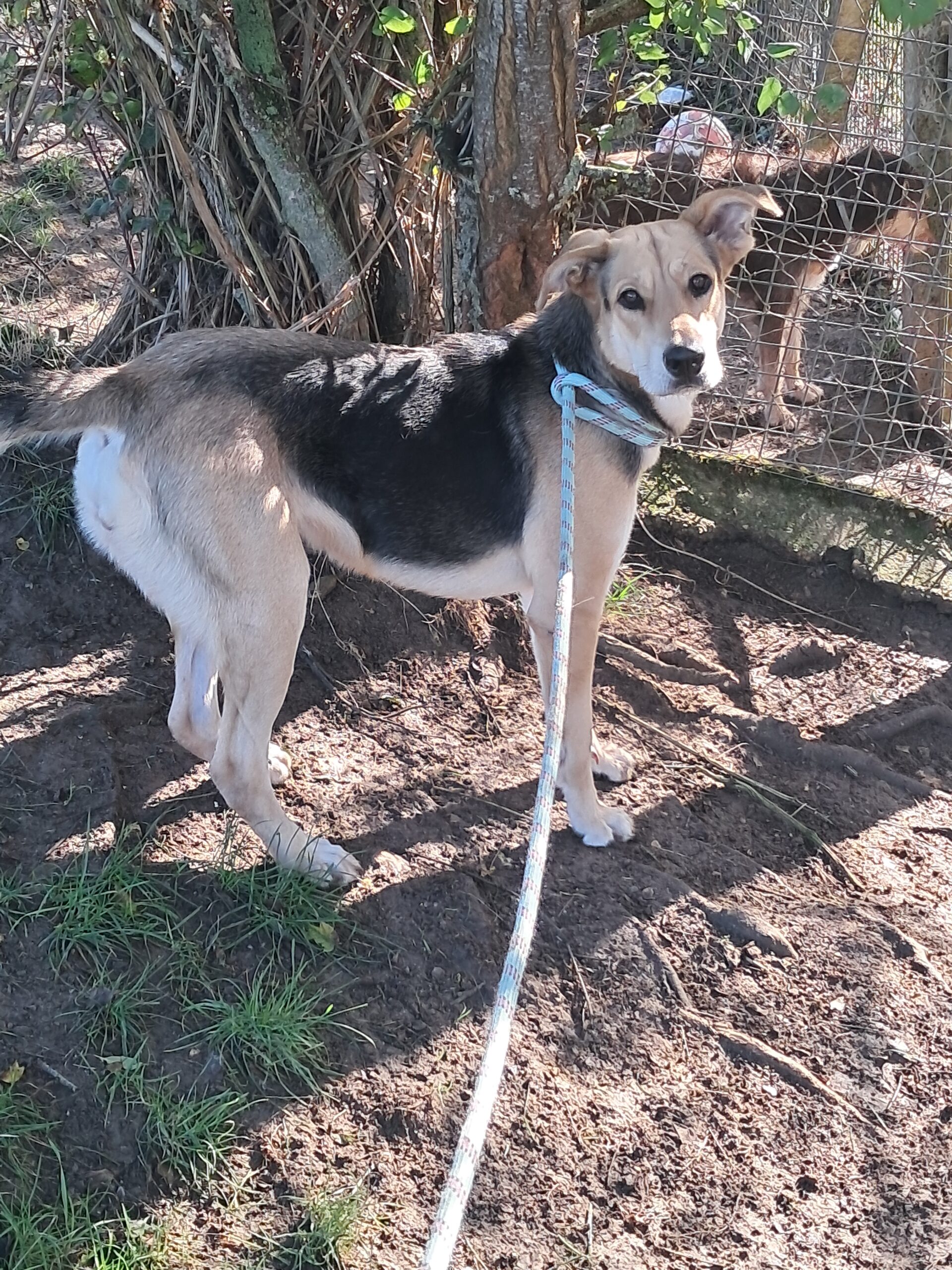 Sarabi ♀️ – Image 4