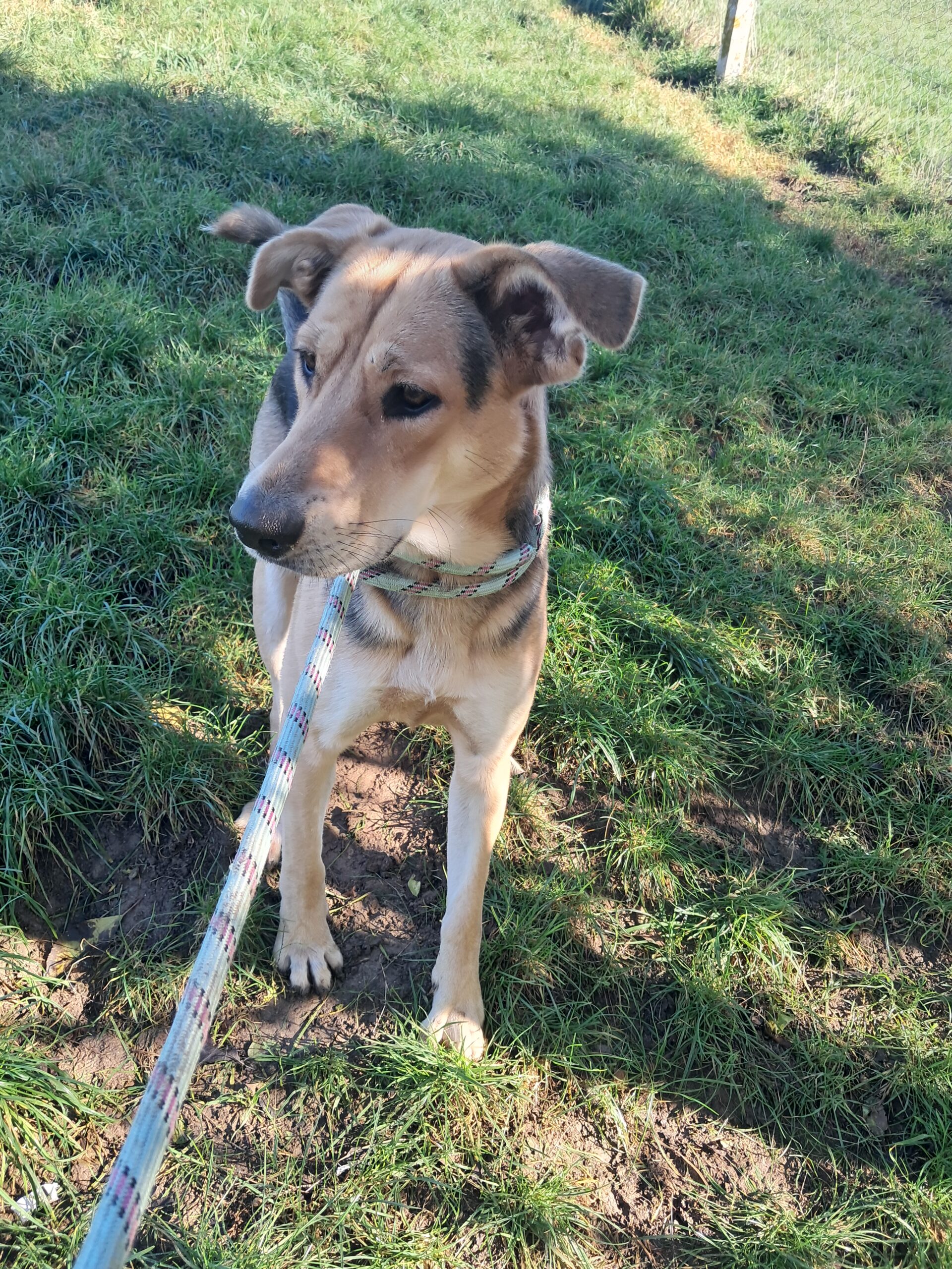 Sarabi ♀️ – Image 3