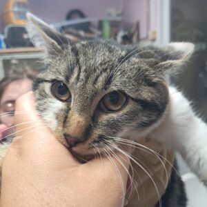 Casper ♂️ réservé attente visite vétérinaire