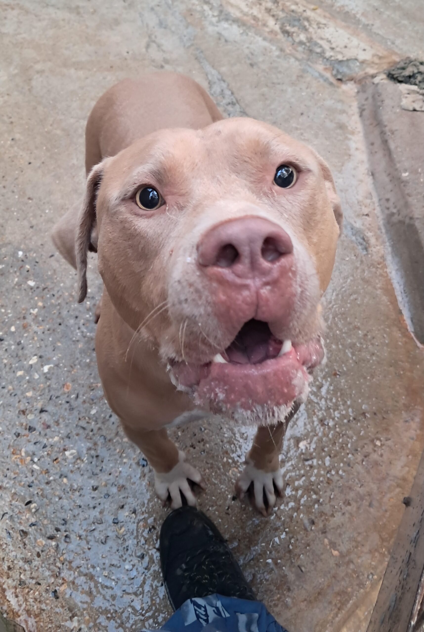 Ecko ♂️ – Image 6