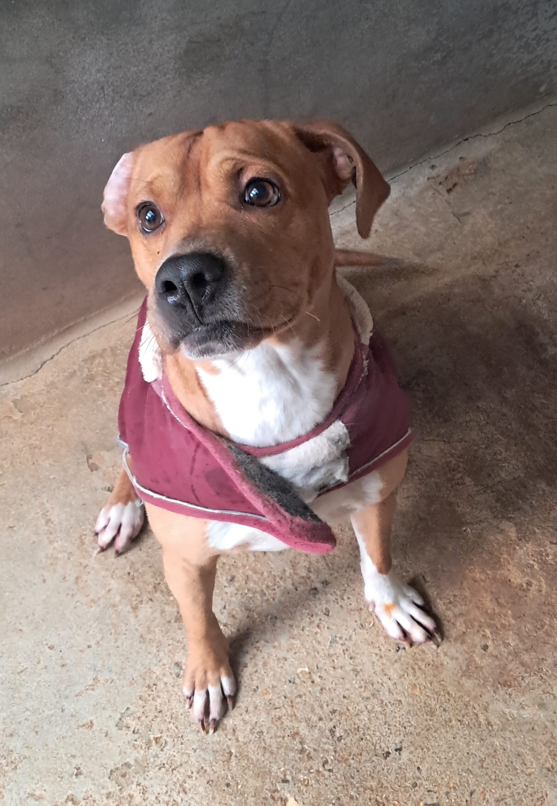 Tyson ♂️ placement interne – Image 18