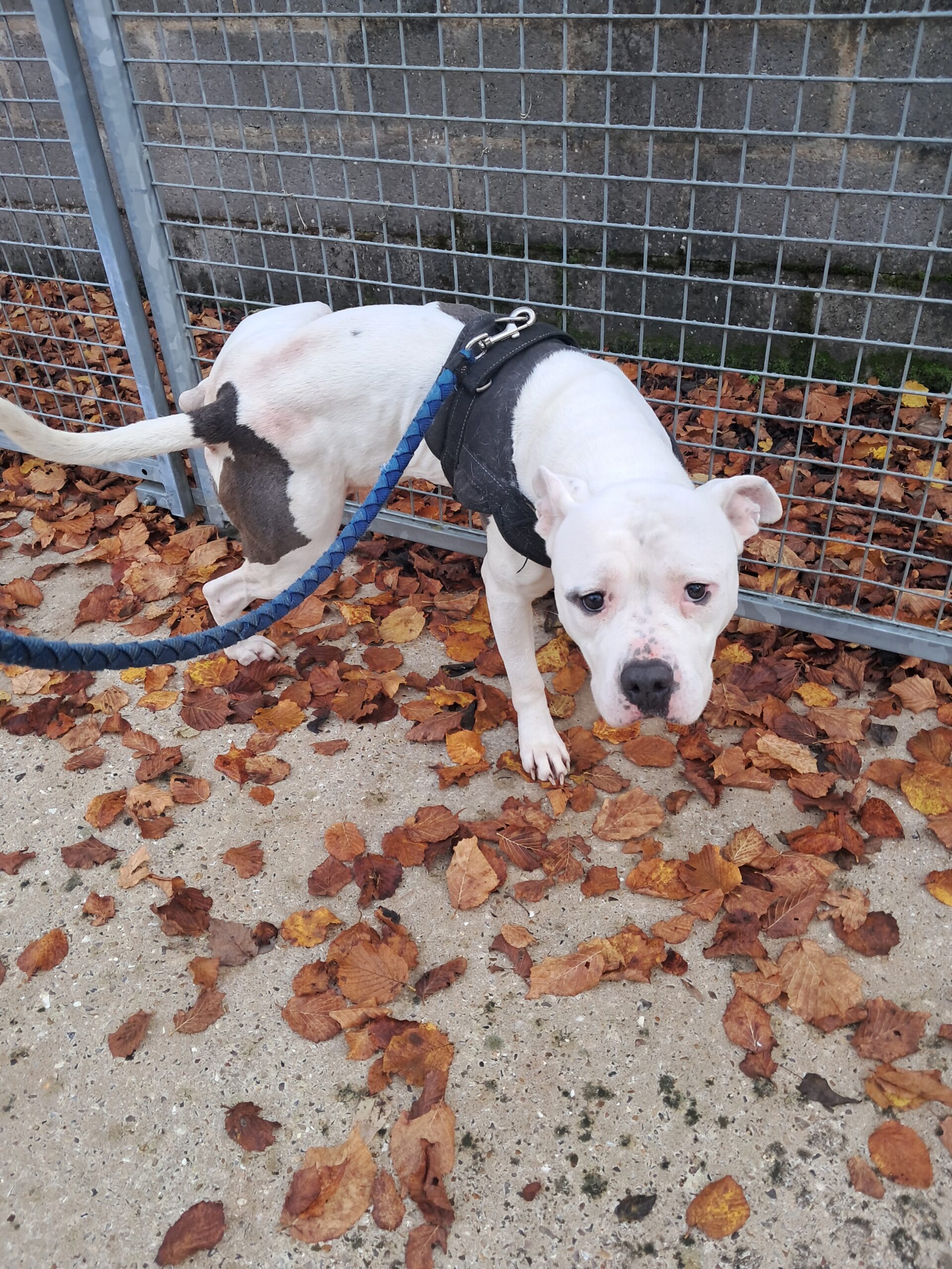 Vivo ♂️ – Image 4