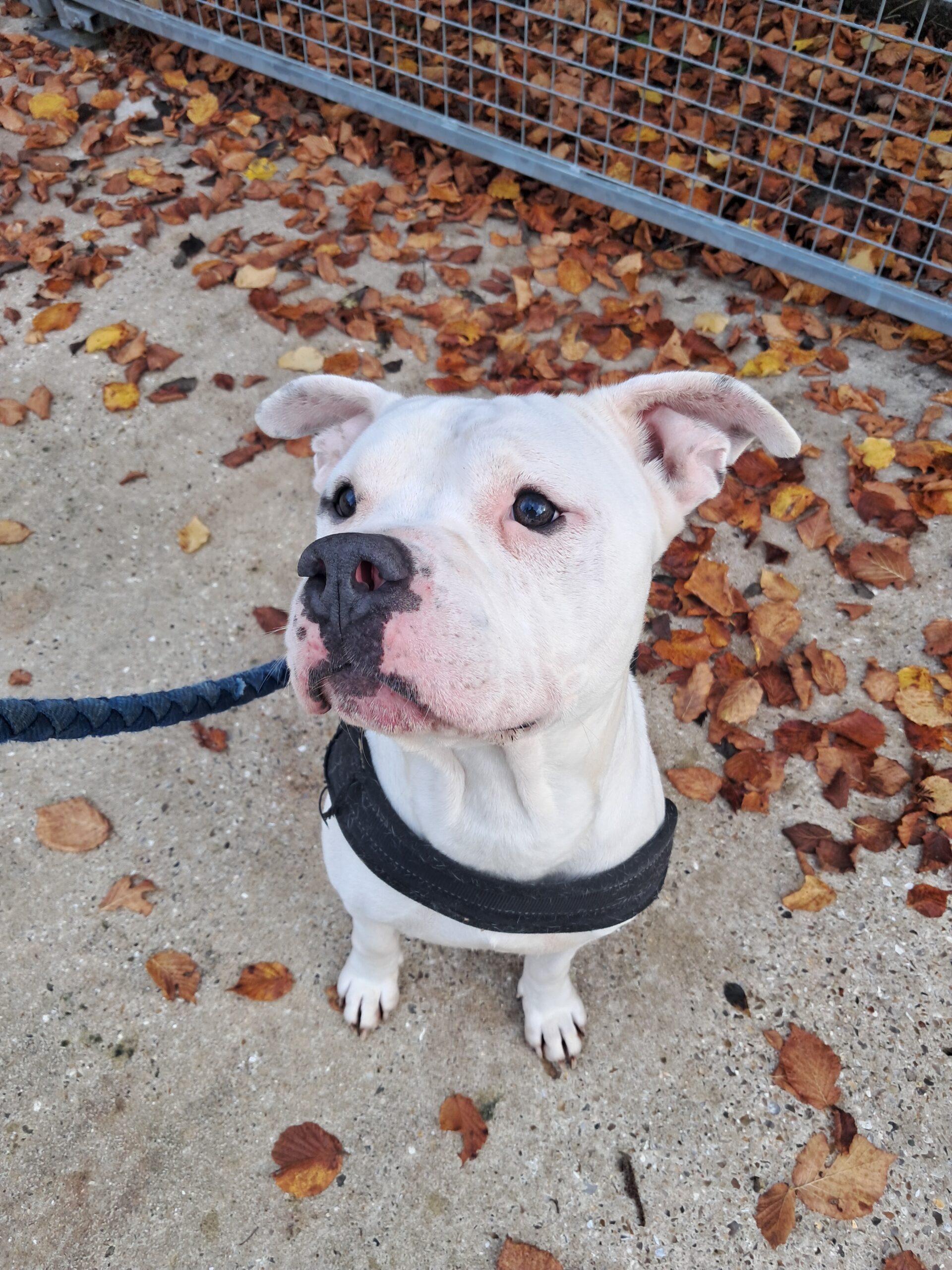 Vivo ♂️ – Image 3