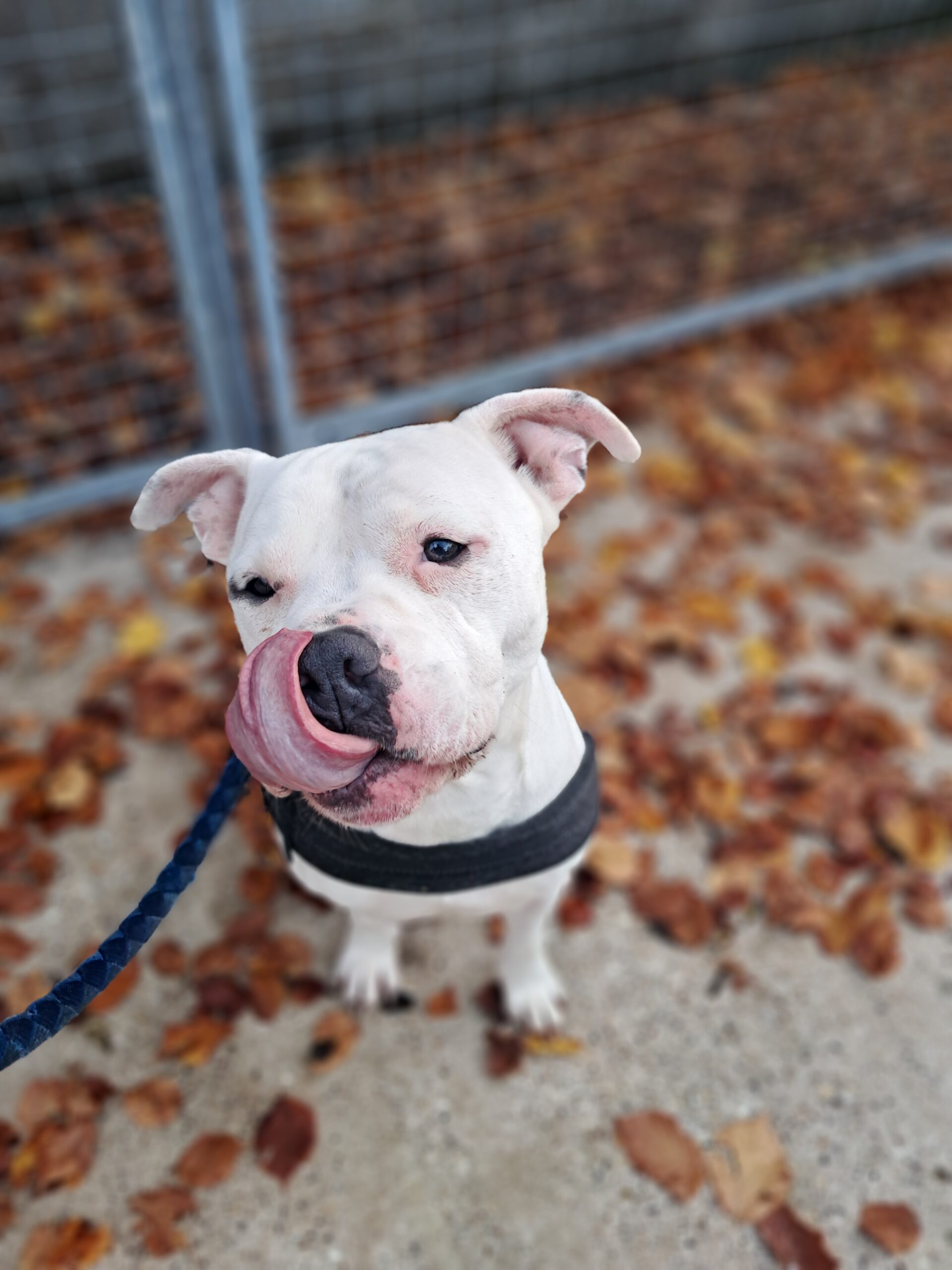 Vivo ♂️ – Image 2