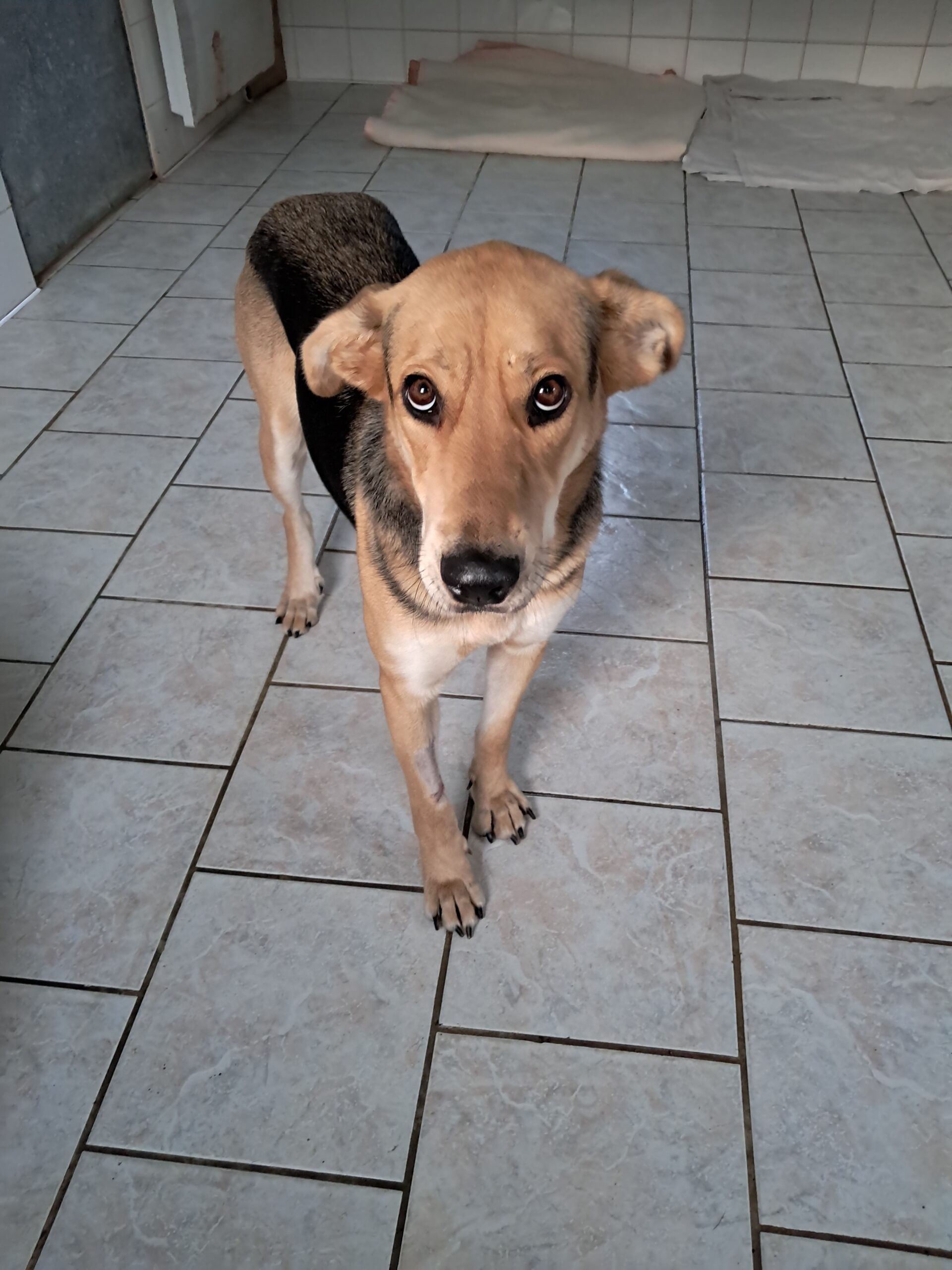 Sarabi ♀️ – Image 7