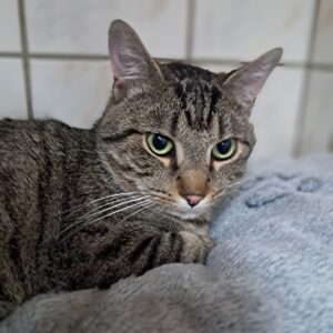 Maoï ♂️ adoption en cours