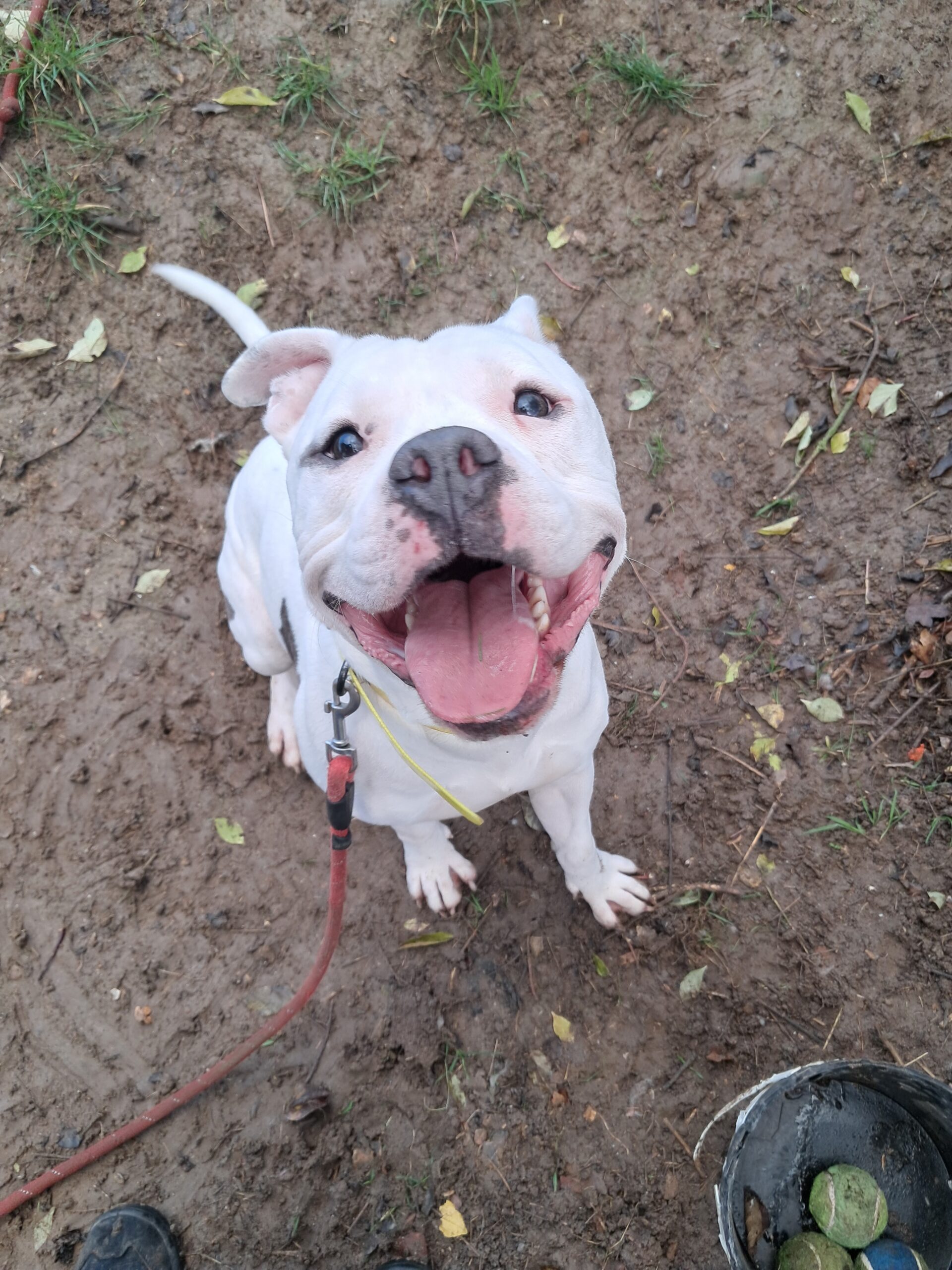 Vivo ♂️ – Image 8