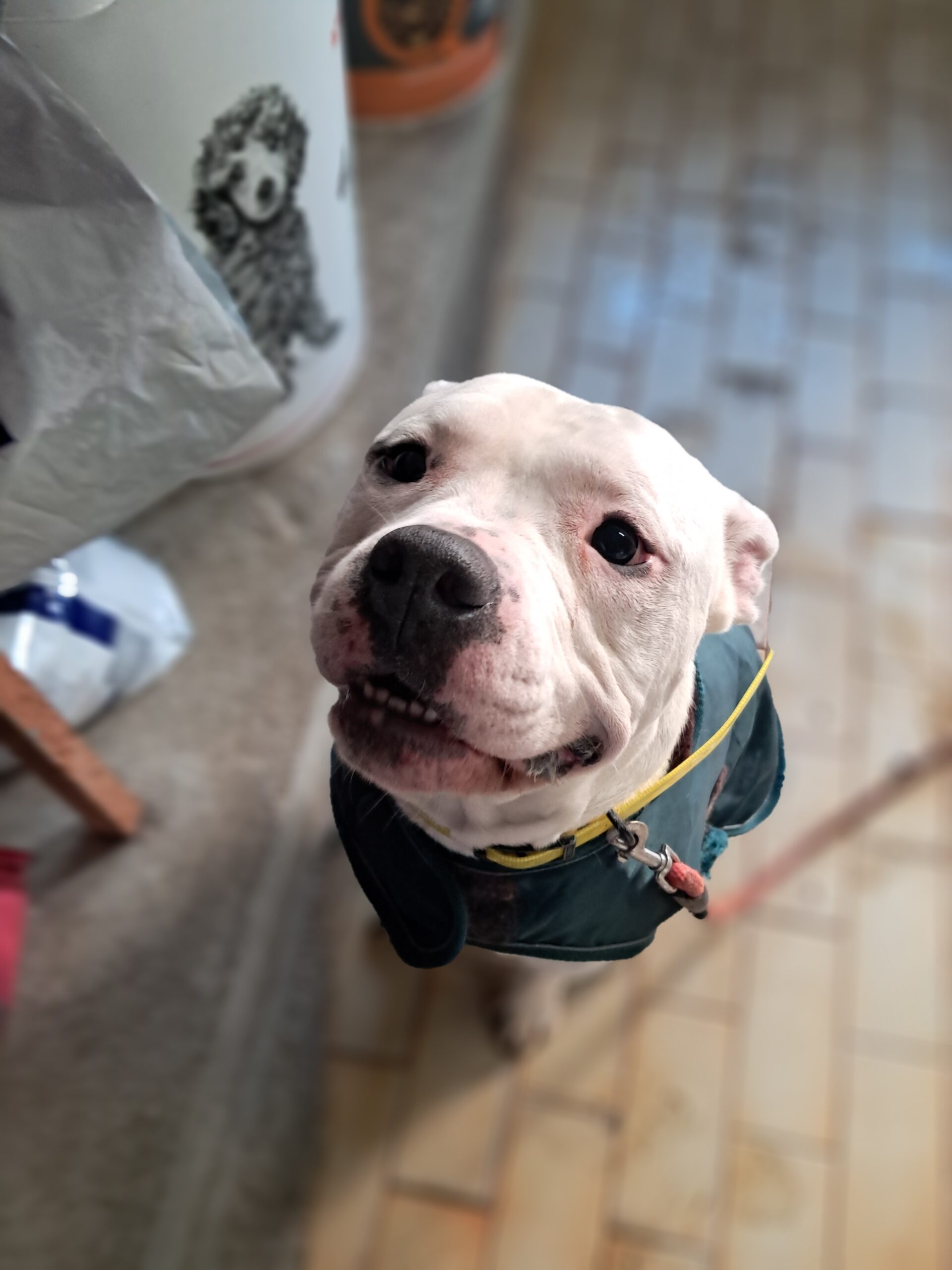 Vivo ♂️ – Image 7