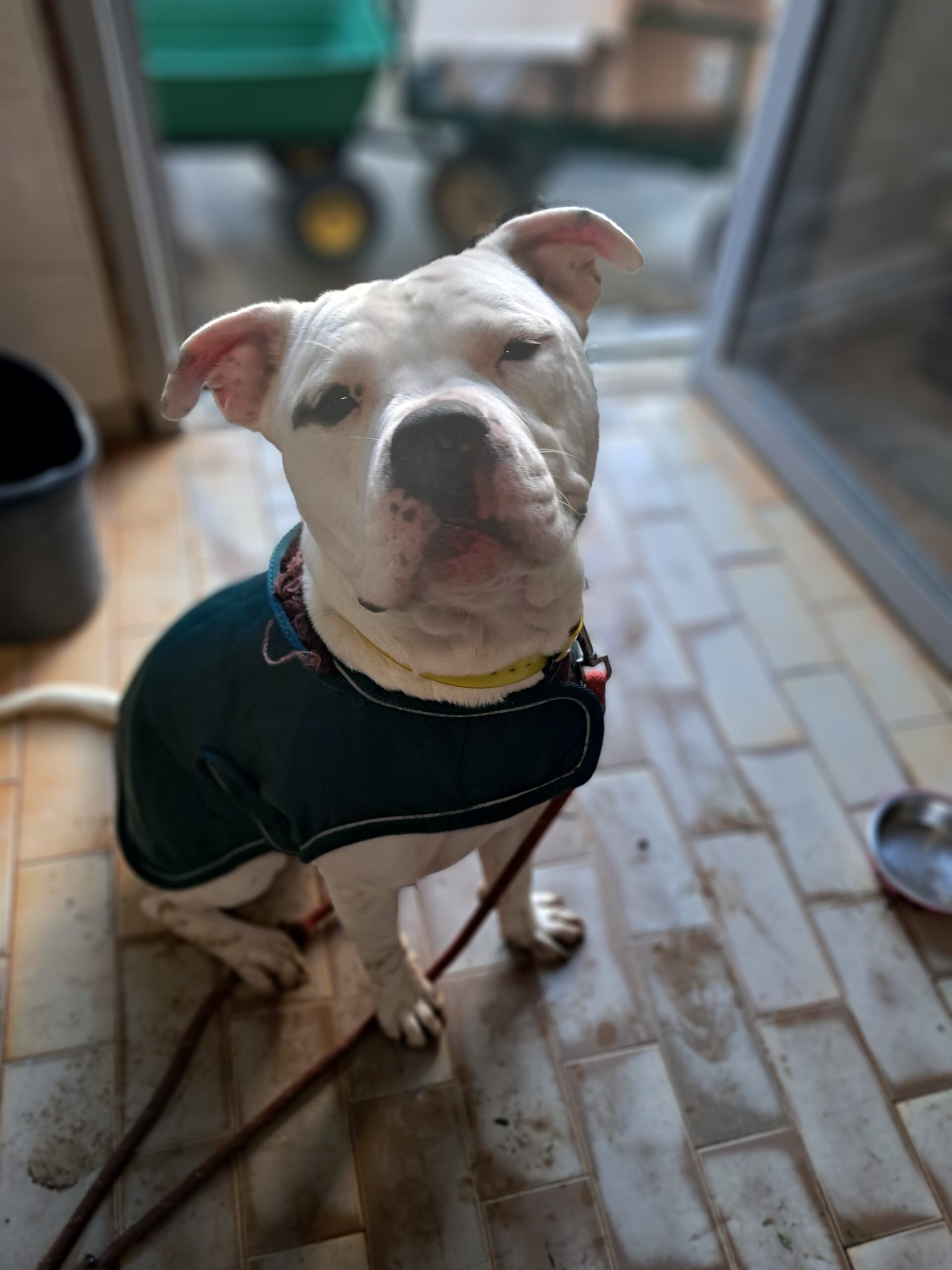 Vivo ♂️ – Image 6