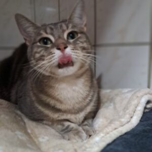 Prunelle ♀️ adoption en cours