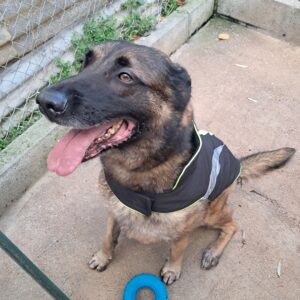 Yop ♂️ adoption en cours