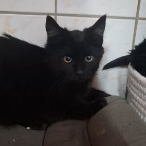 Hagrid ♂️ adoption en cours