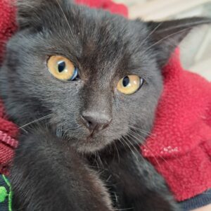 Harry ♂️ adoption en cours