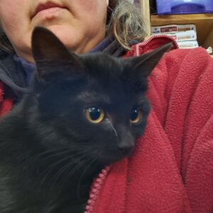 Hermione ♀️adoption en cours