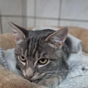 Hogwarts ♂️ réservé