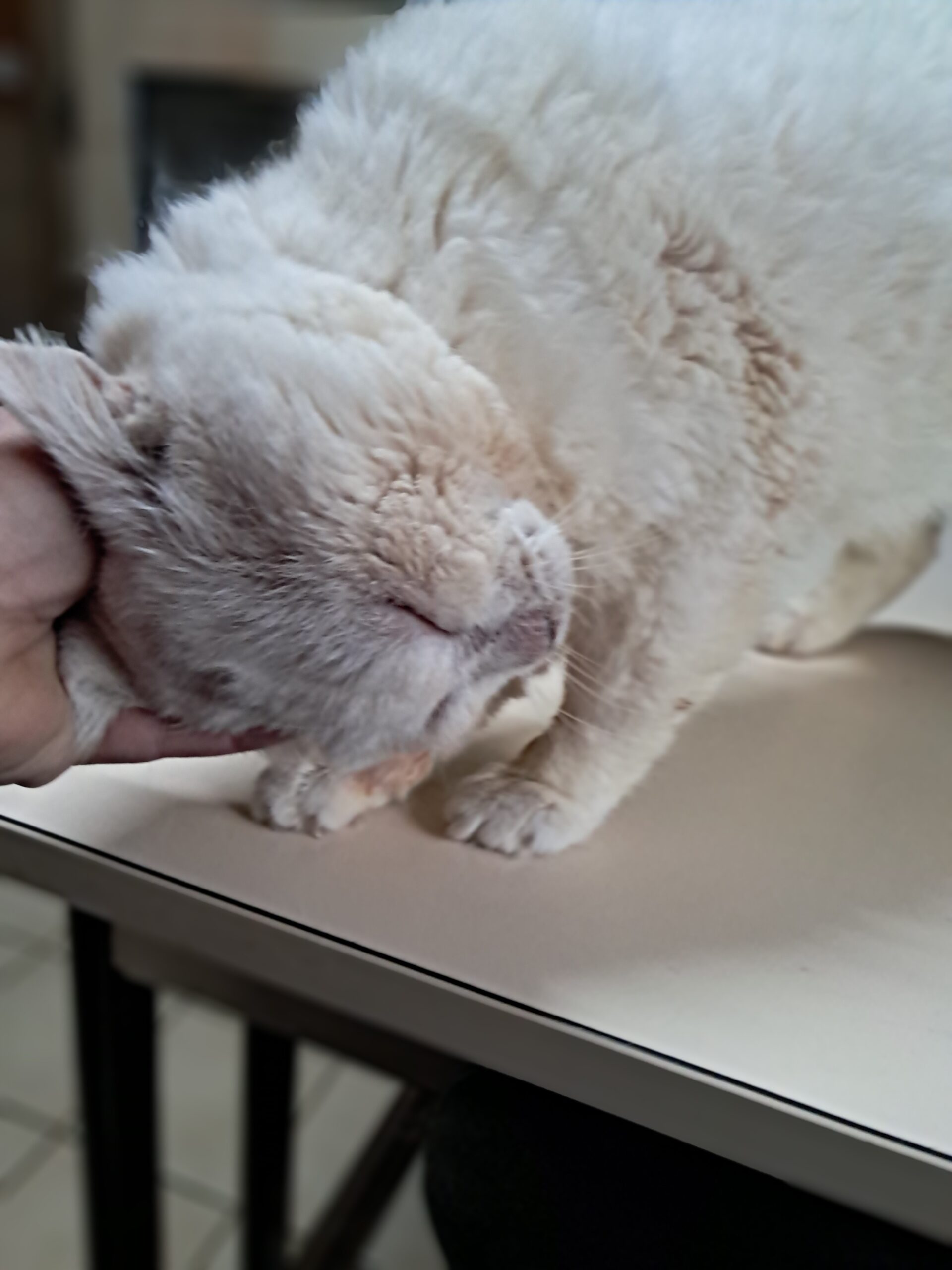 Leon ♂️ indisponible soin – Image 11