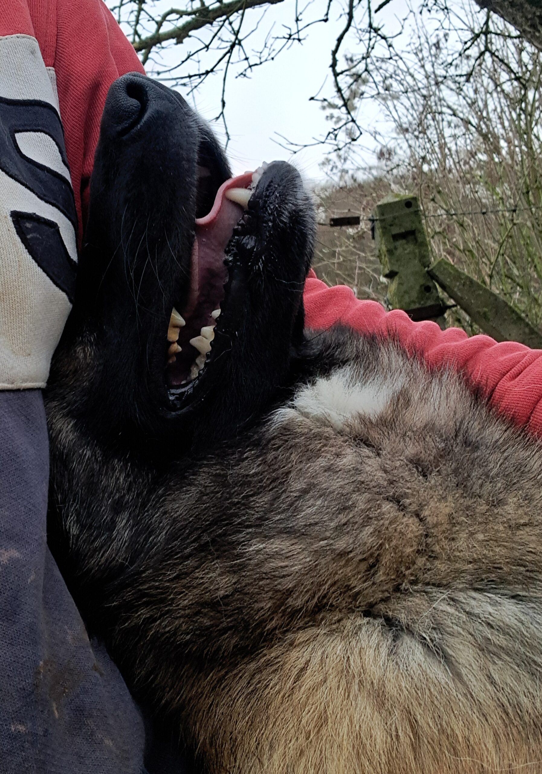 Camael ♂️ – Image 12