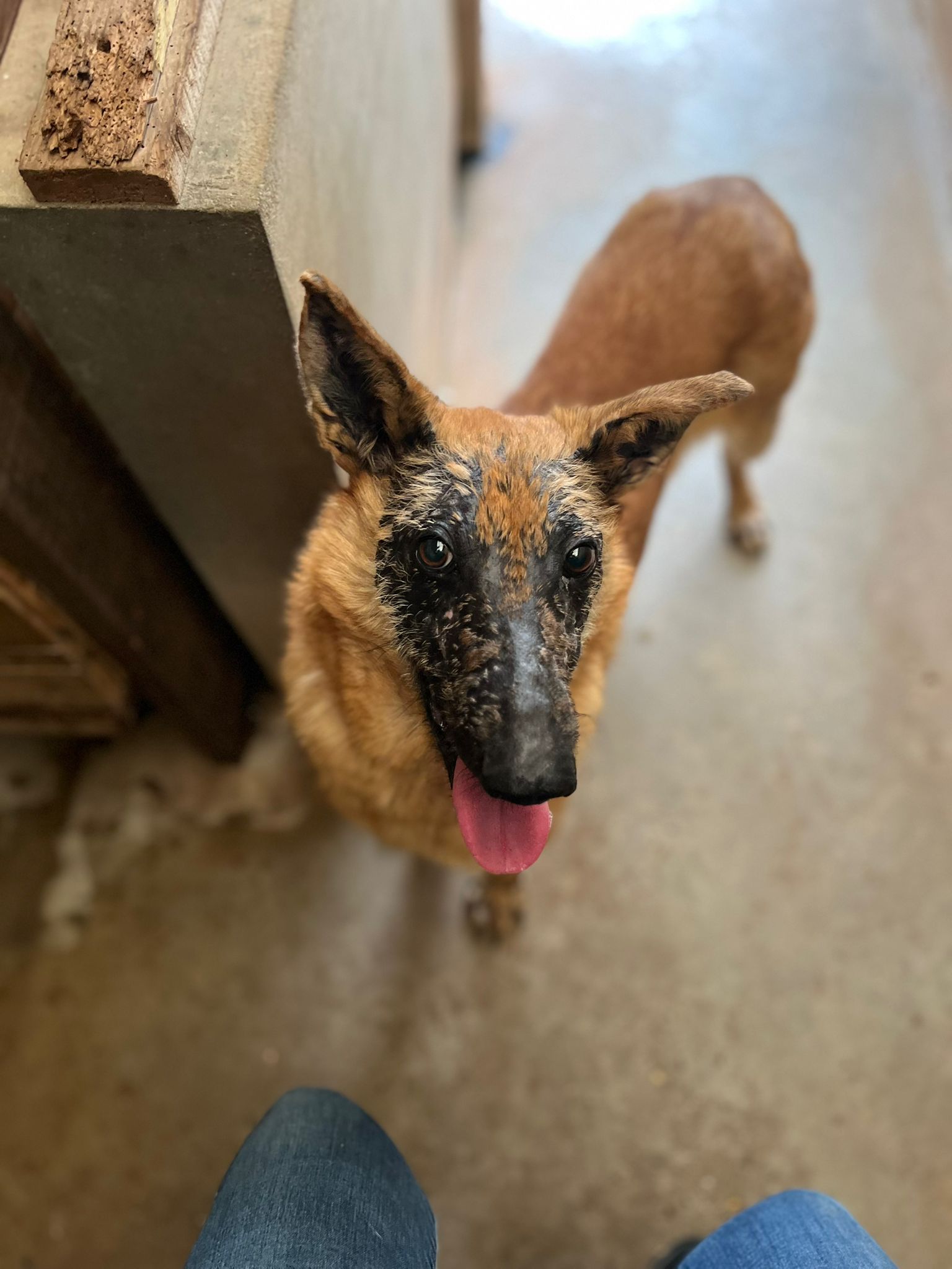 Giroux ♂️ – Image 16