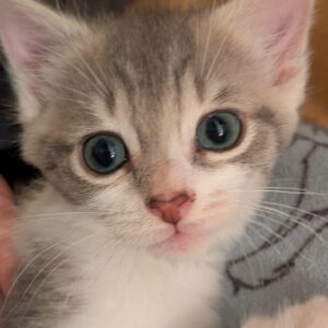 Anya ♀️ adoption en cours