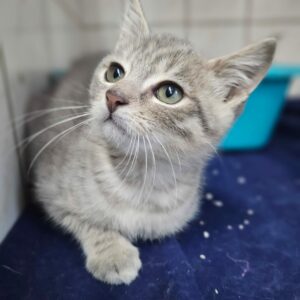 Royal ♂️ adoption en cours