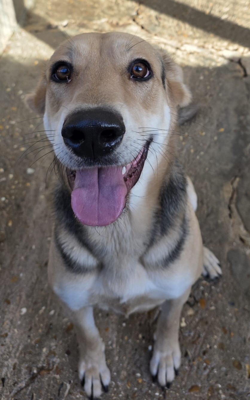 Sarabi ♀️ – Image 2