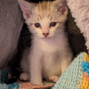 Spike ♂️ adoption en cours