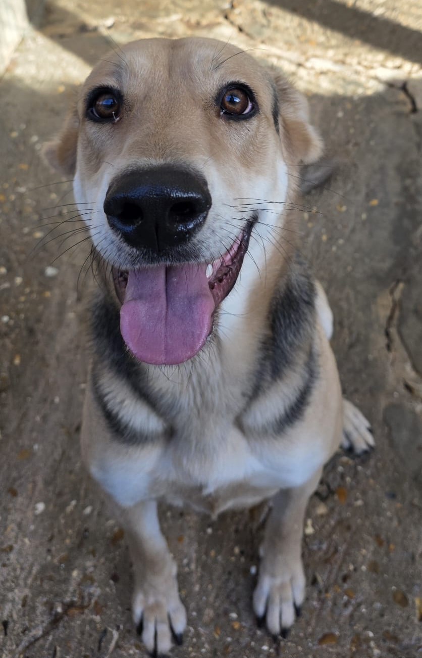 Sarabi ♀️ – Image 5