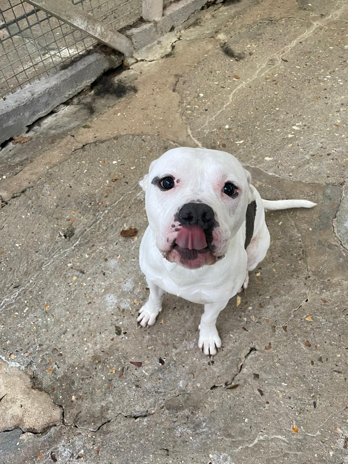 Vivo ♂️ – Image 5