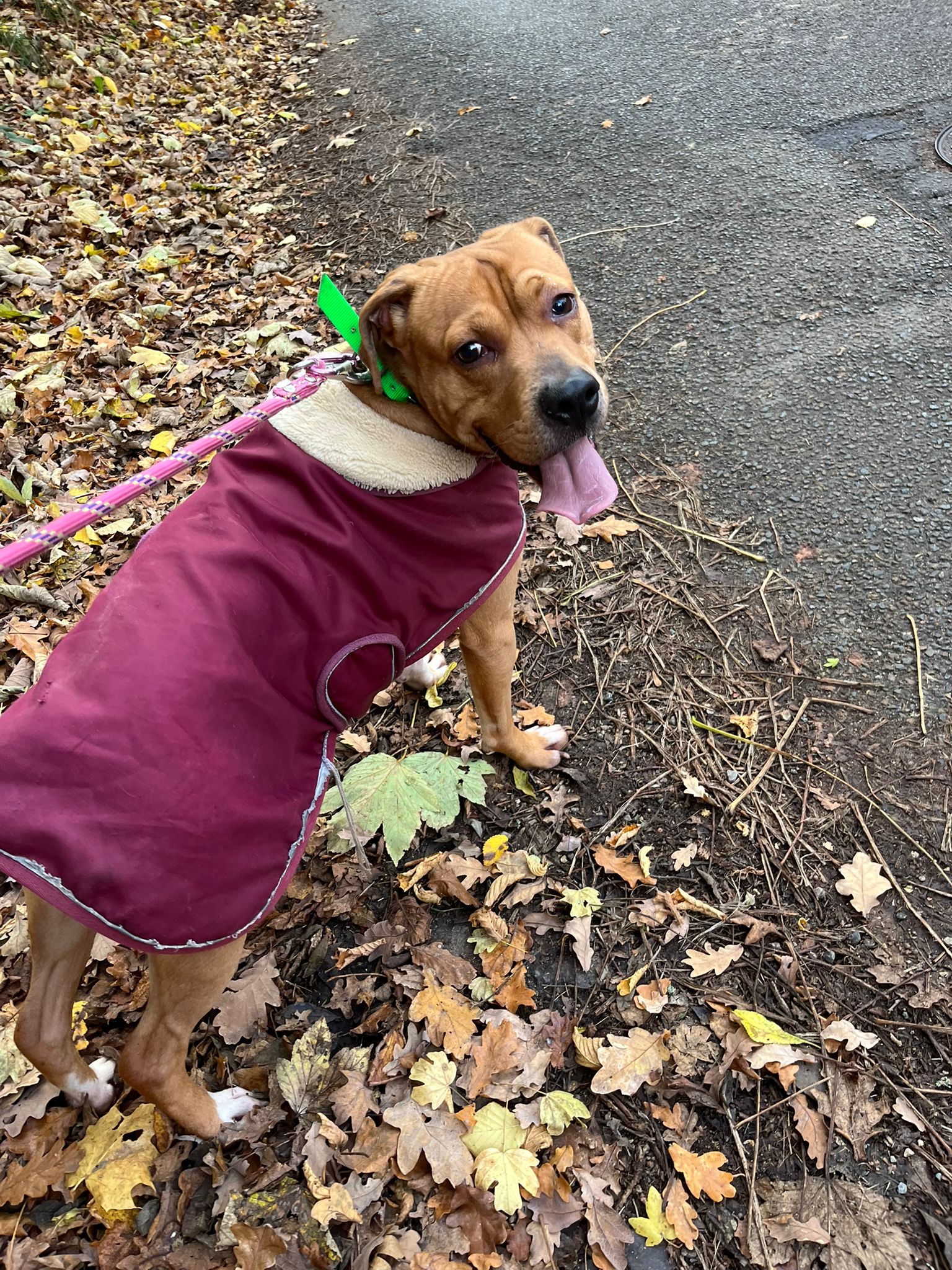 Tyson ♂️ placement interne – Image 19