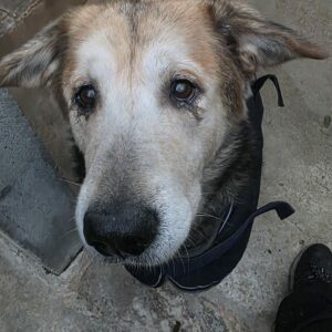 Lasco ♂️ adoption en cours