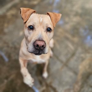 Taurus ♂️ SOS 7 ans de box