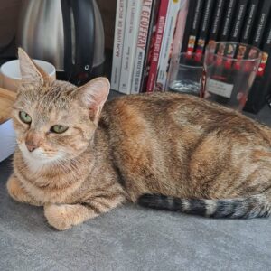 Maorie ♀️ adoption en cours