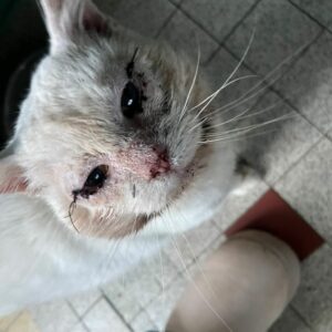 Leon ♂️ reservable