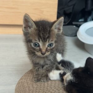 Hutch ♂️ adoption en cours