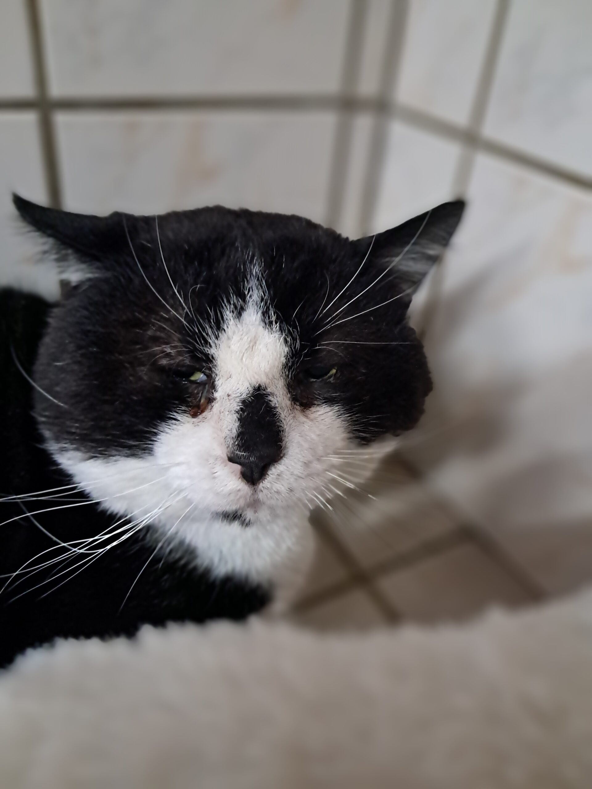 Kolan ♂️ indisponible soin – Image 6