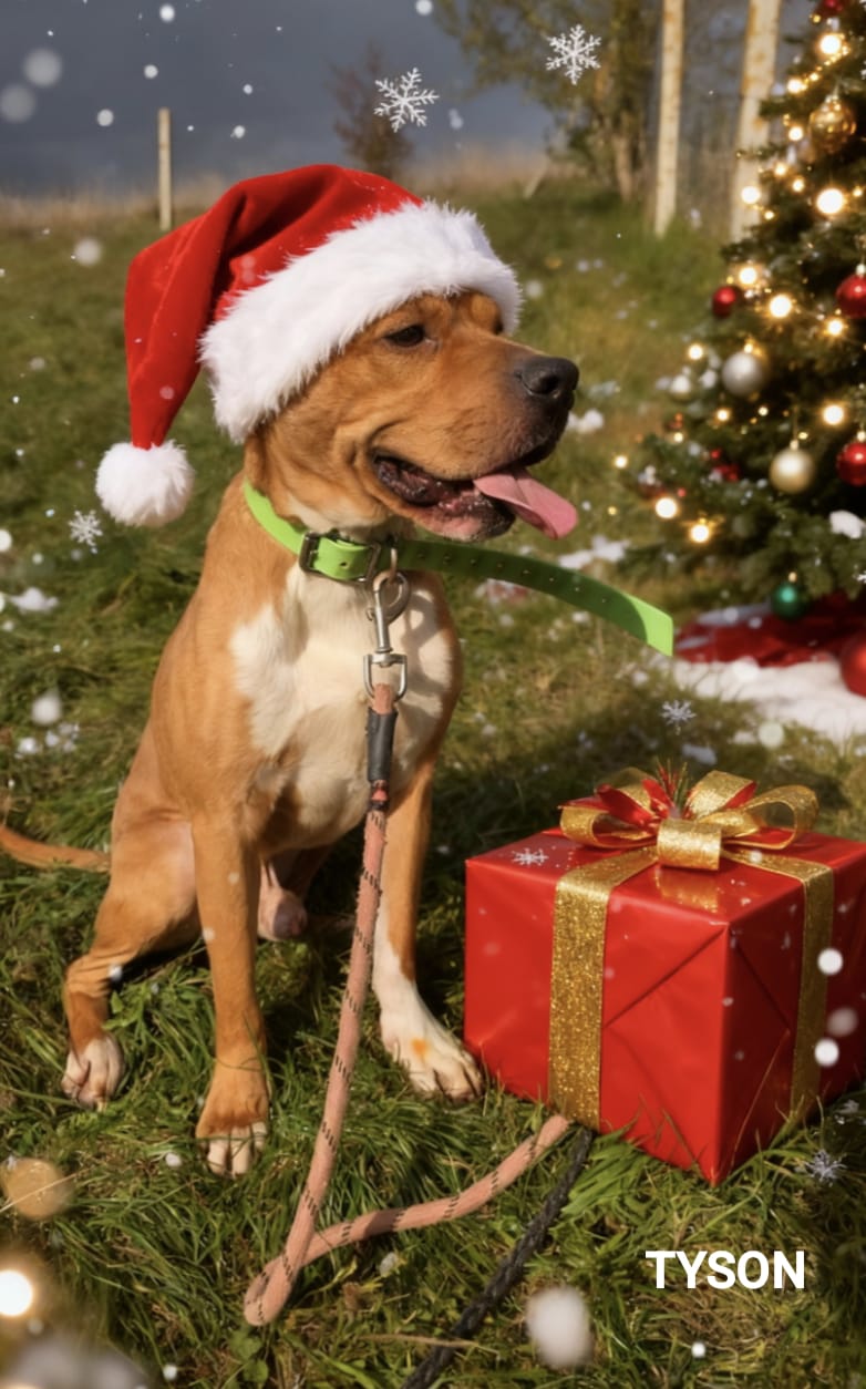 Tyson ♂️ placement interne – Image 20