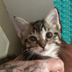 Saphyr♀️indisponible en soin