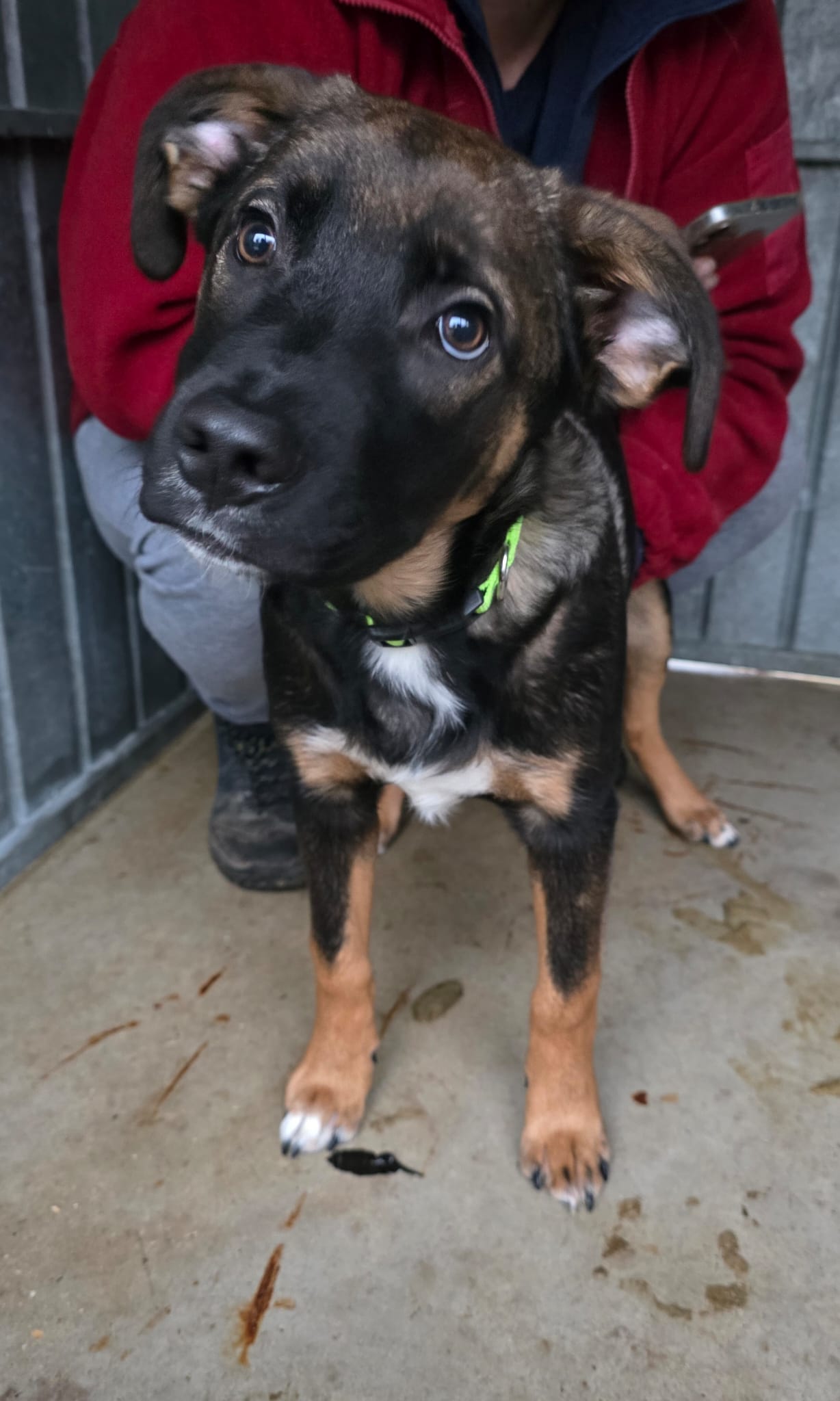 Marty ♂️ réservée – Image 2