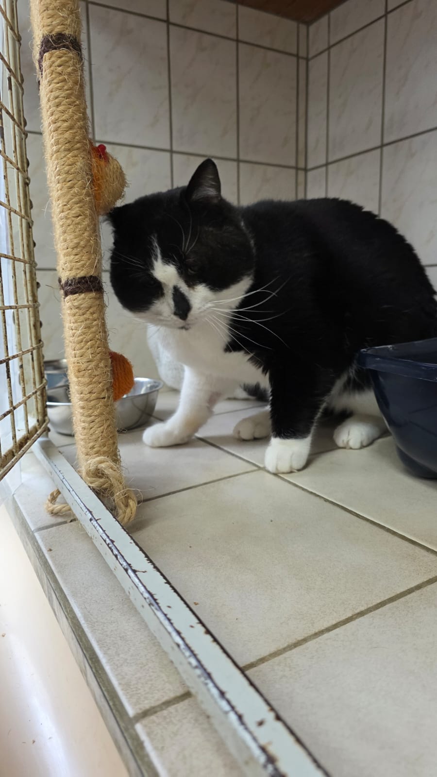 Kolan ♂️ indisponible soin – Image 2