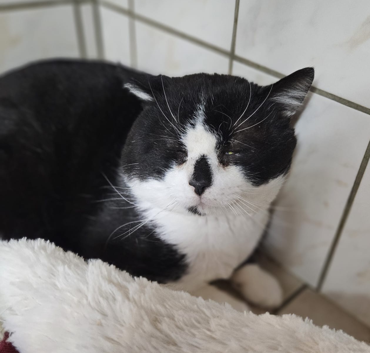 Kolan ♂️ indisponible soin – Image 3