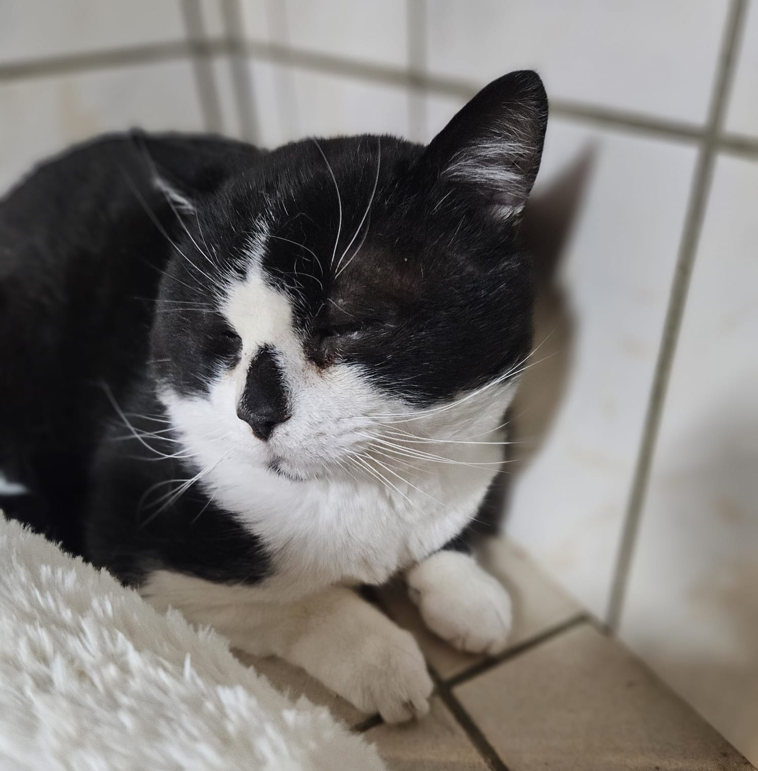 Kolan ♂️ indisponible soin – Image 4