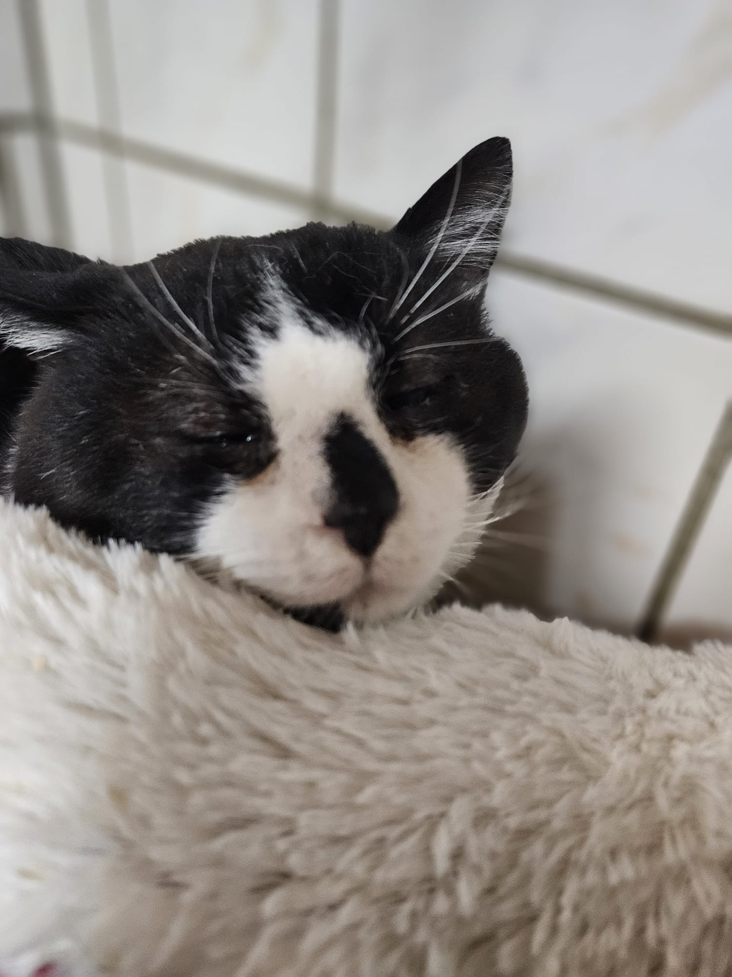 Kolan ♂️ indisponible soin – Image 5