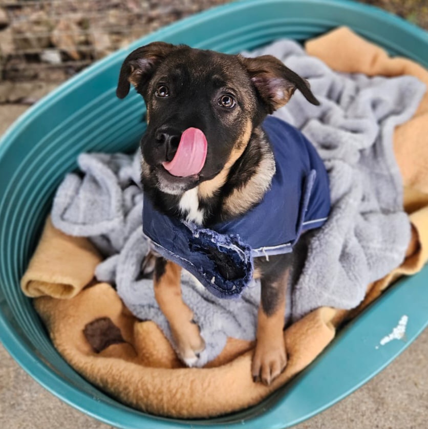 Marty ♂️ réservée – Image 4