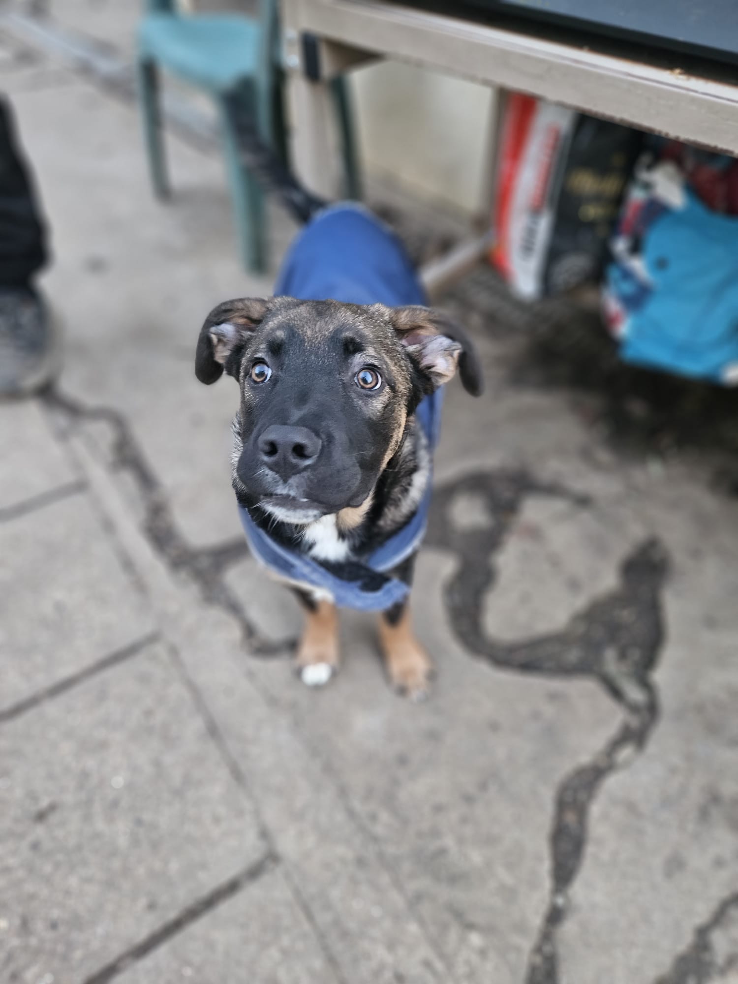 Marty ♂️ réservée – Image 10