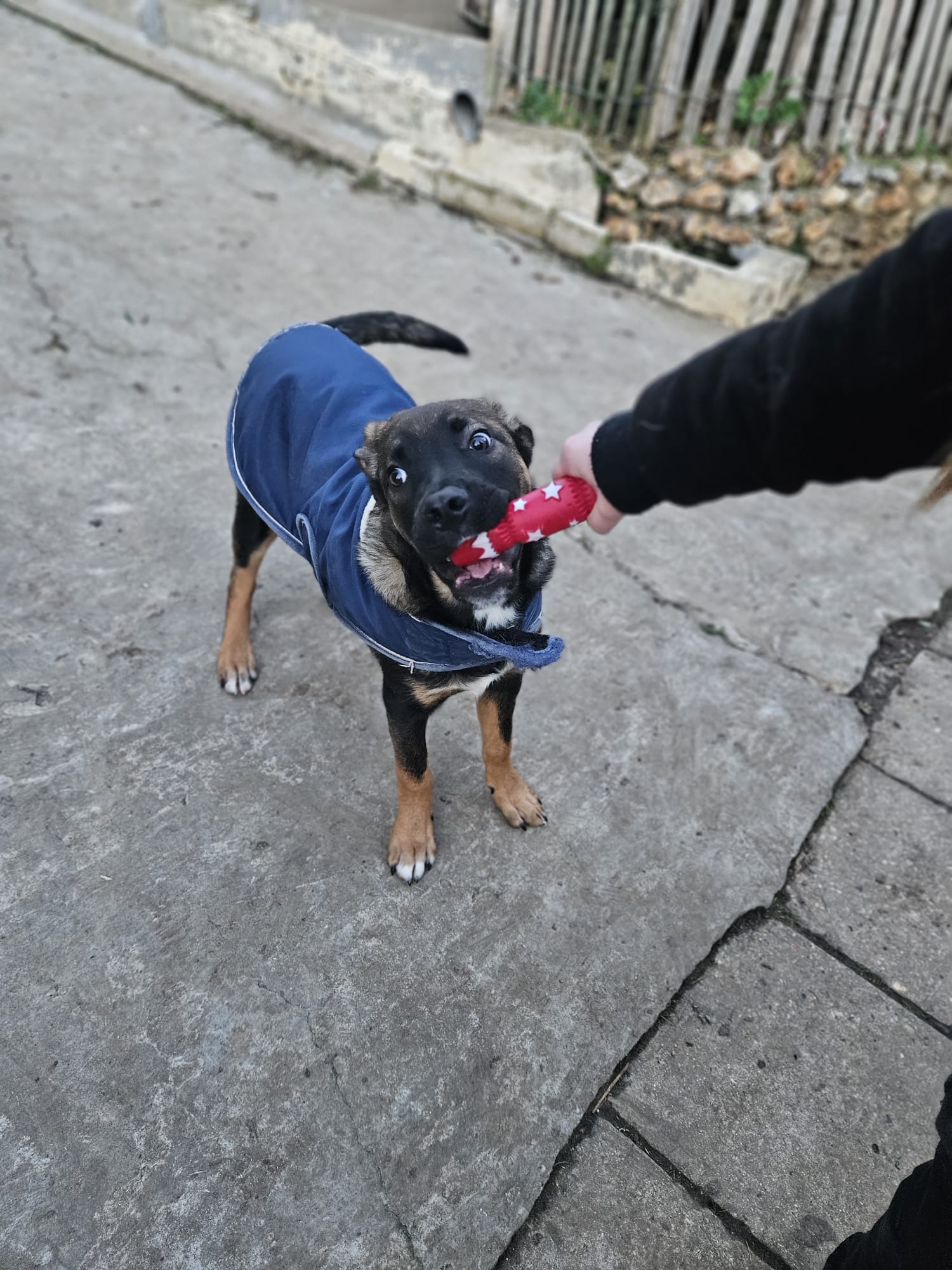 Marty ♂️ réservée – Image 8