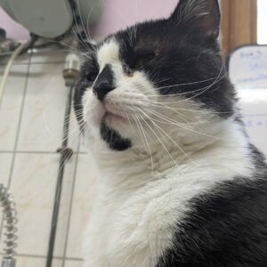 Kolan ♂️ indisponible soin